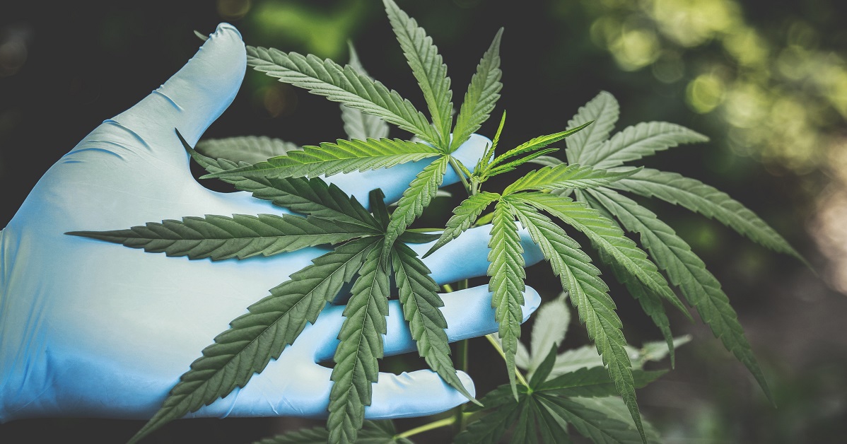 Cannabis leaves in a blue gloved hand