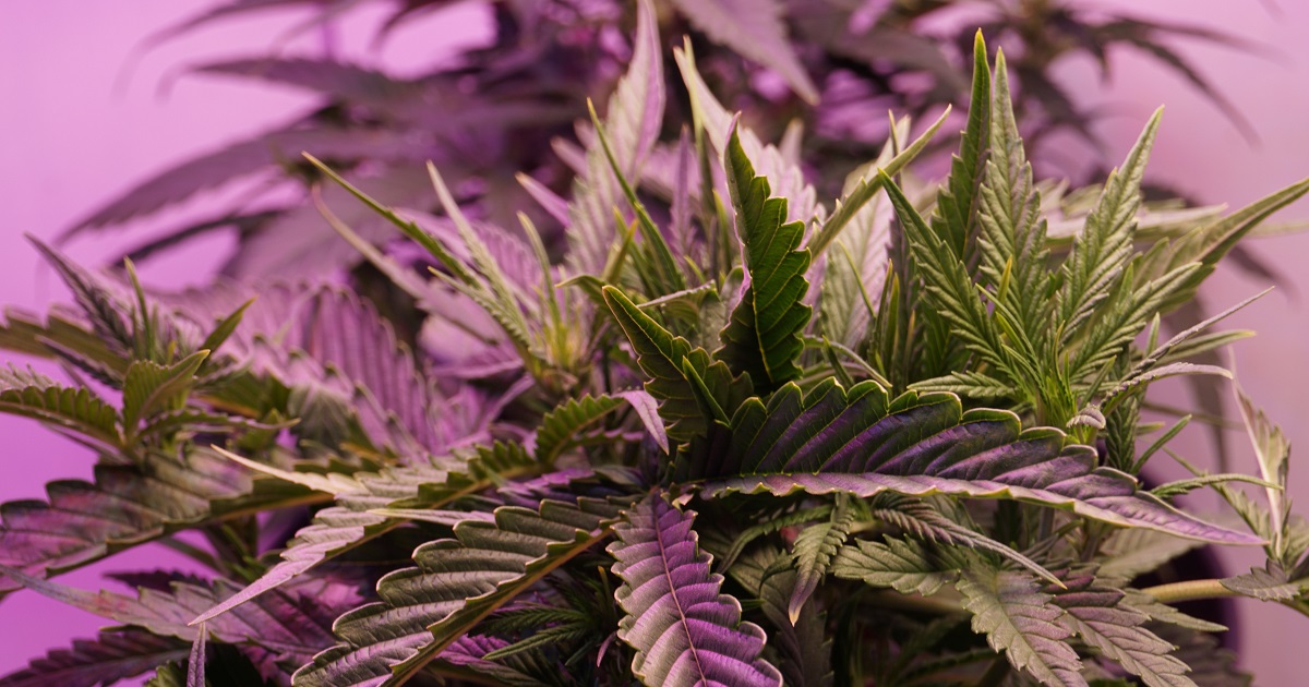 Missouri marijuana plant with grow light overhead
