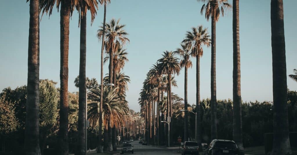 palm tree lined street with nice cars