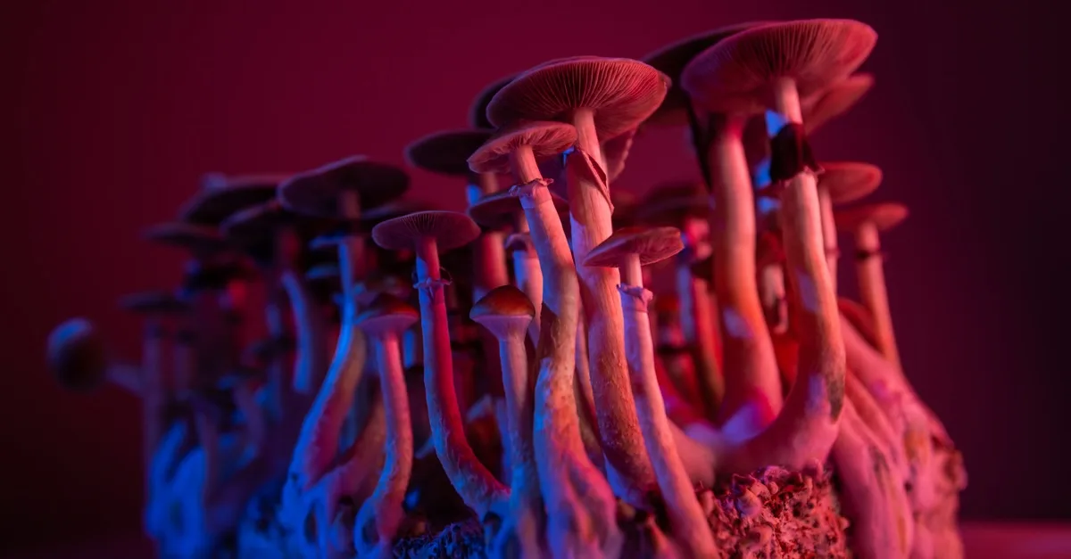 Psychedelic Legality in the United States