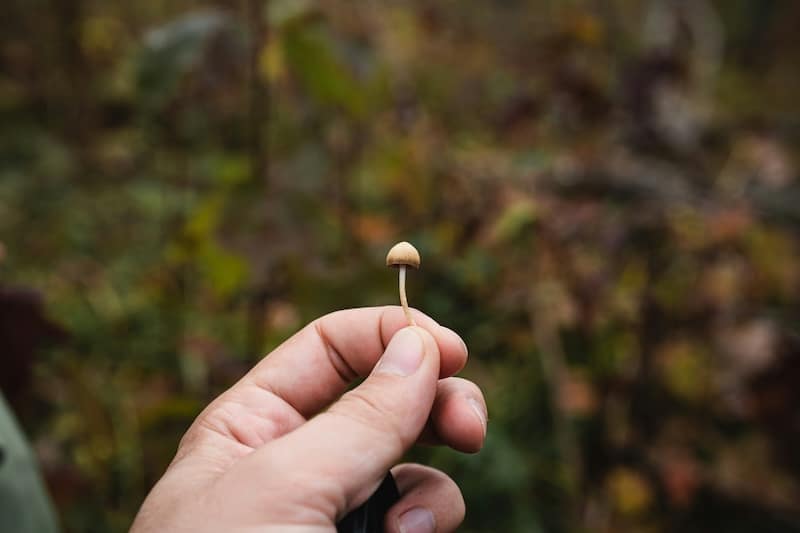 Psychedelic legalization